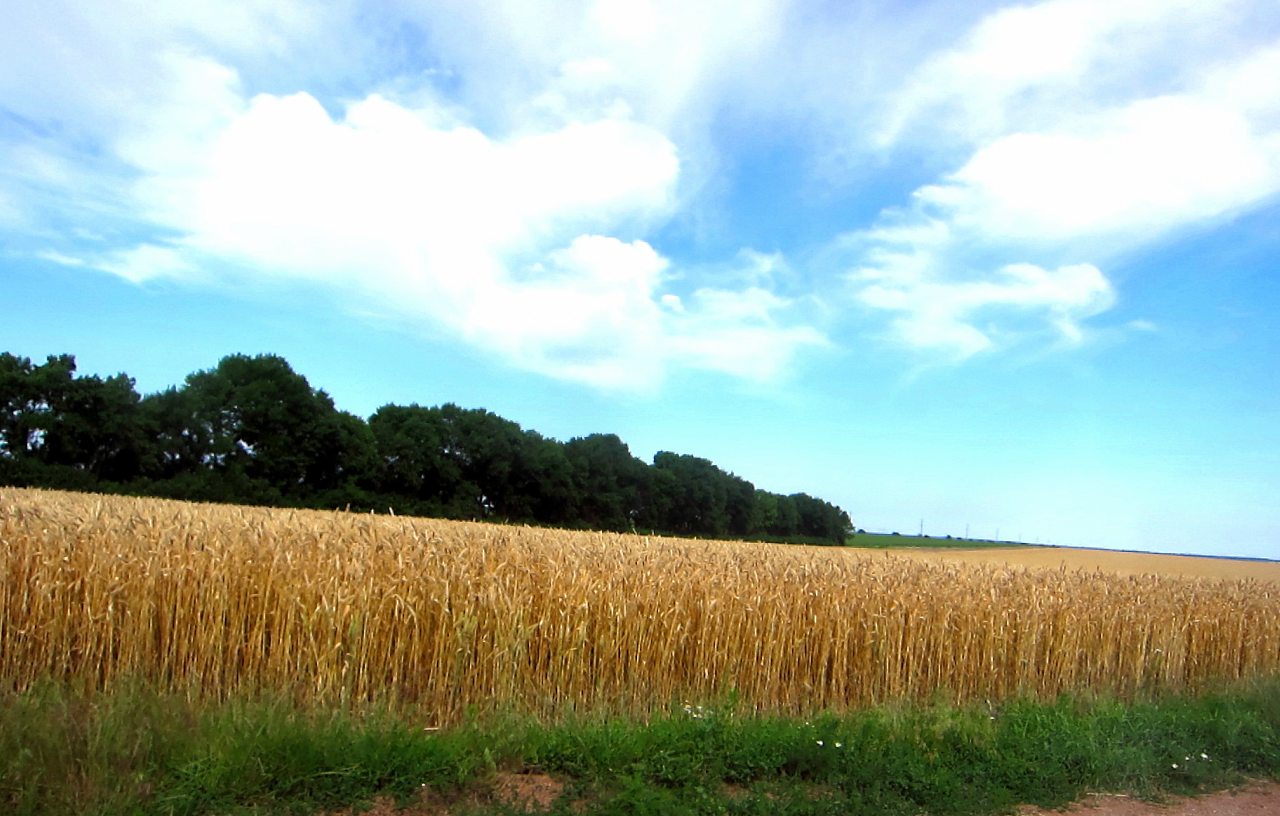 Поля Кіровоградщини - Глодоси