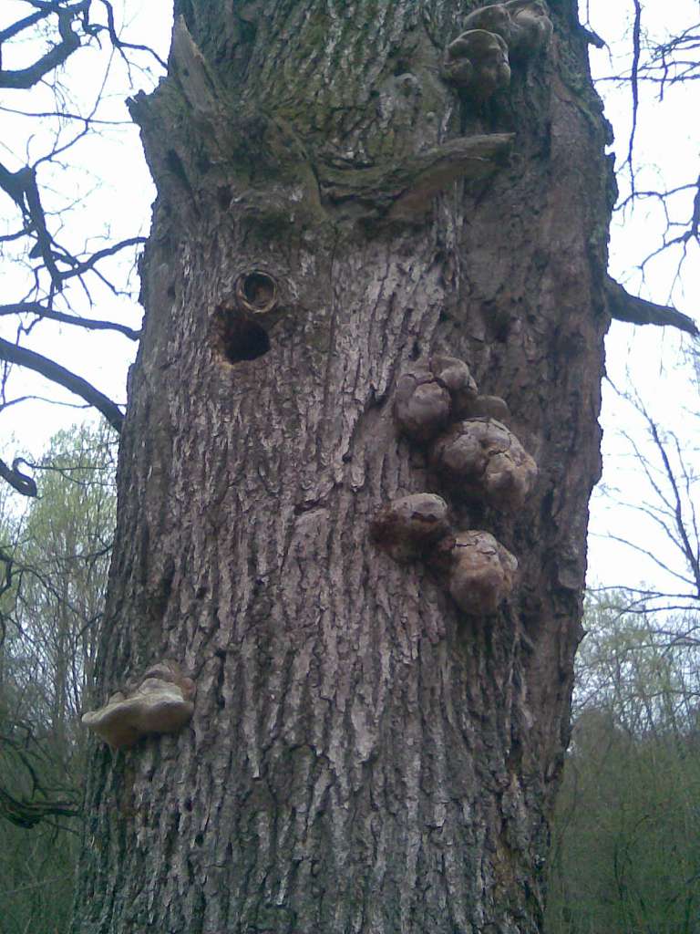 НПП 'Пирятинський' - Кейбаловка