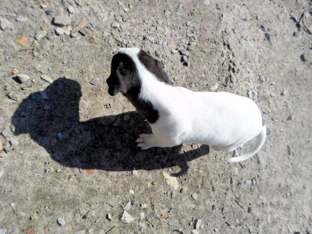 Зоосвіт - Жвирка