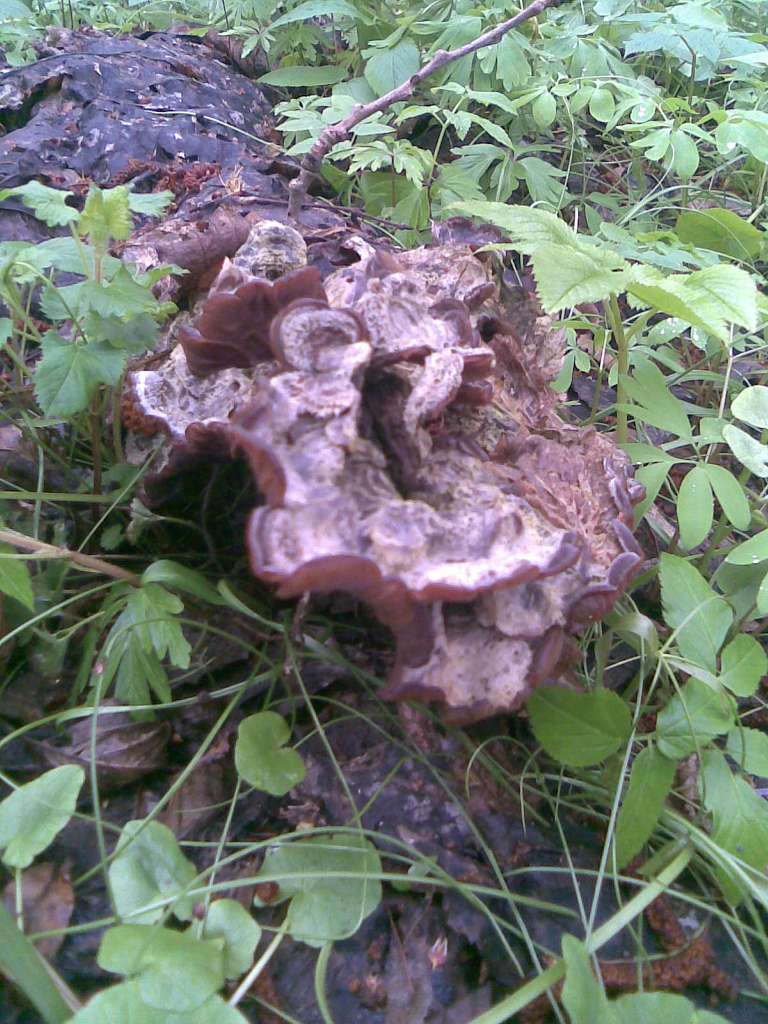 НПП 'Пирятинський' - Кейбаловка