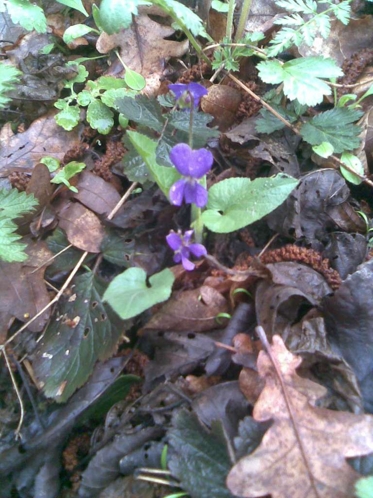 НПП 'Пирятинський' - Кейбалівка