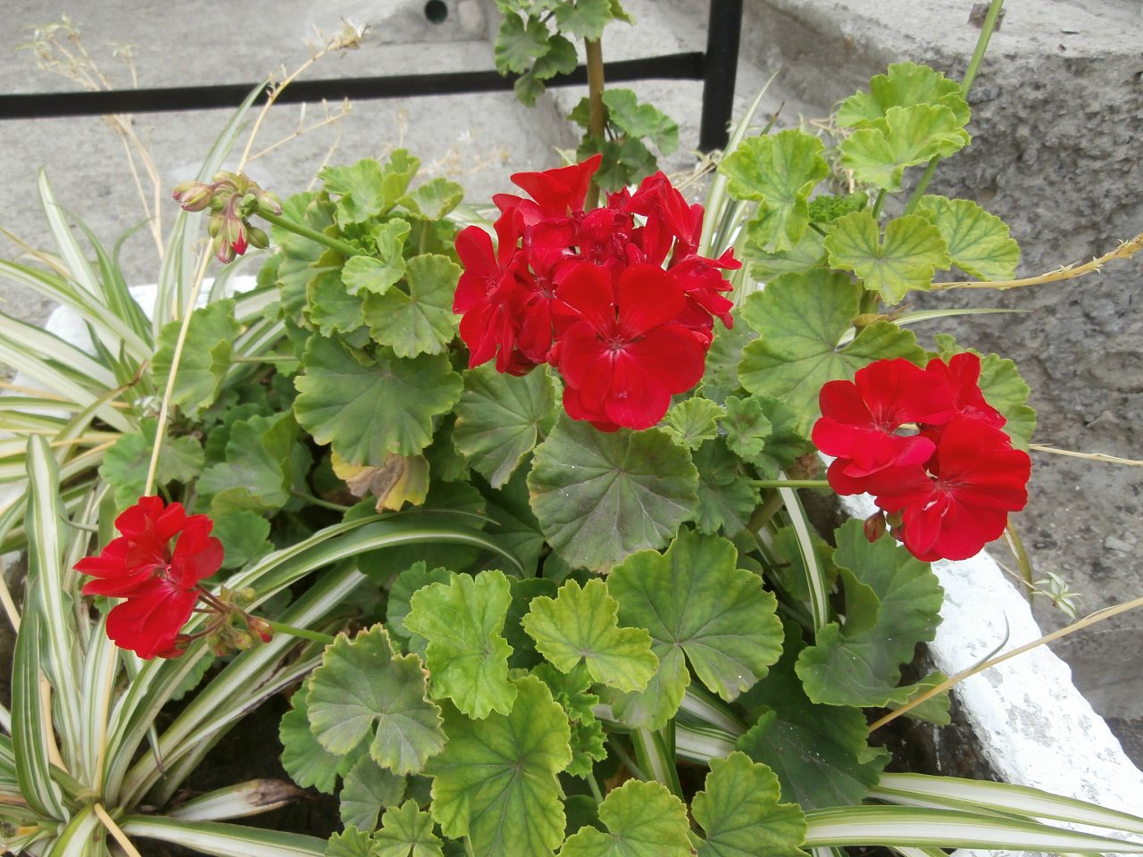 МОЄ ВАТУТІНЕ - Ватутино