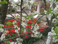 Верхні Ремети з panoramio.com