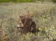 Гребеники - Останні фото