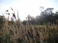 Воля-Добростанська з panoramio.com