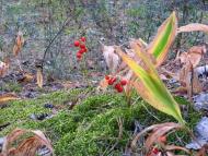 Боброве з panoramio.com