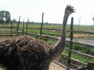 Малий Кобелячок з panoramio.com