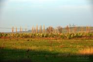 Льговське з panoramio.com