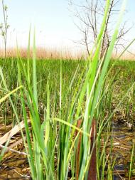 Кізомис з panoramio.com