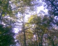 Сухоліси з panoramio.com