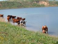 Димитрове з panoramio.com