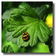 Красногорівка з panoramio.com