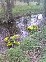 Вороньків з panoramio.com