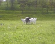 Антонів з panoramio.com