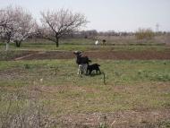 Якимівка з panoramio.com