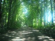 Старі Бросківці з panoramio.com