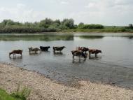 Тенетники з panoramio.com