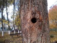 Куражин з panoramio.com