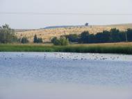 Примощаниця з panoramio.com