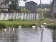 Дубрівка з panoramio.com