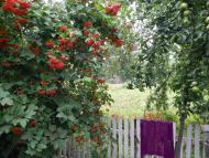 Черемошне з panoramio.com