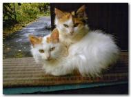 Комісарівка з panoramio.com