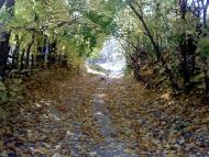 Верба з panoramio.com