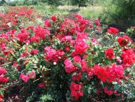 Кірове з panoramio.com