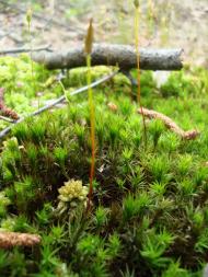 Климентовичі з panoramio.com