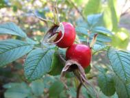 Яхнівка - Останні фото