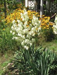 Масківці з panoramio.com