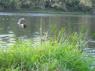 Довге з panoramio.com