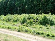 Миус - Последние фото