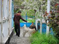 Полюшко з panoramio.com