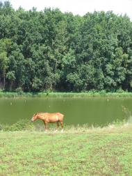 Завітне з panoramio.com