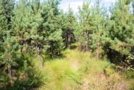 Вовчик з panoramio.com