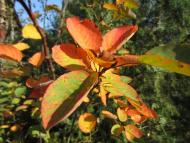 Яхнівка - Останні фото