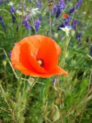 Геча з panoramio.com