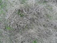 Чумак - Последние фото