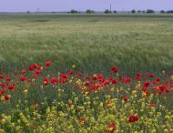 Внукове - Останні фото