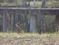 Лошакова Гута з panoramio.com