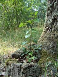 Коженики з panoramio.com