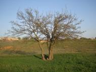 Солончаки з panoramio.com