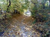 Верба з panoramio.com