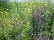 Надеждівка з panoramio.com