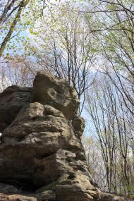 Видра з panoramio.com