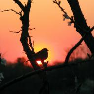 Шпакове - Останні фото