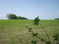 Любомирівка з panoramio.com