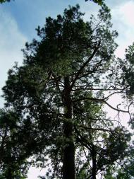 Свеса з panoramio.com