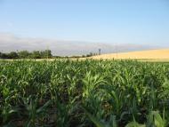 Шатівка - Останні фото